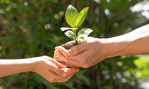 杉の木に換算して、年間で約2296本分の削減効果のイメージ画像